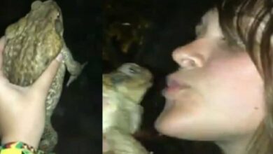 frog coming out of woman video,the frog video, twitter frog,frog video,twitter frog video,the frog video twitter video,the frog video twitter,frog video girl,frog video girl twitter video,frog video reddit,frog video twitter,viral frog video,girl and frog video,