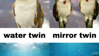 Magical Meow Meow